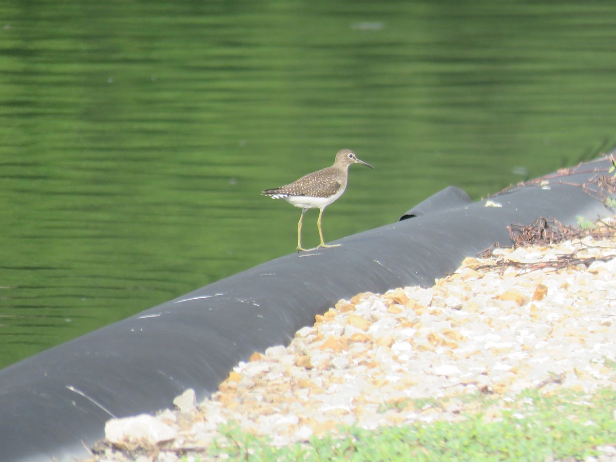 Solitary Sandpiper - ML367371611