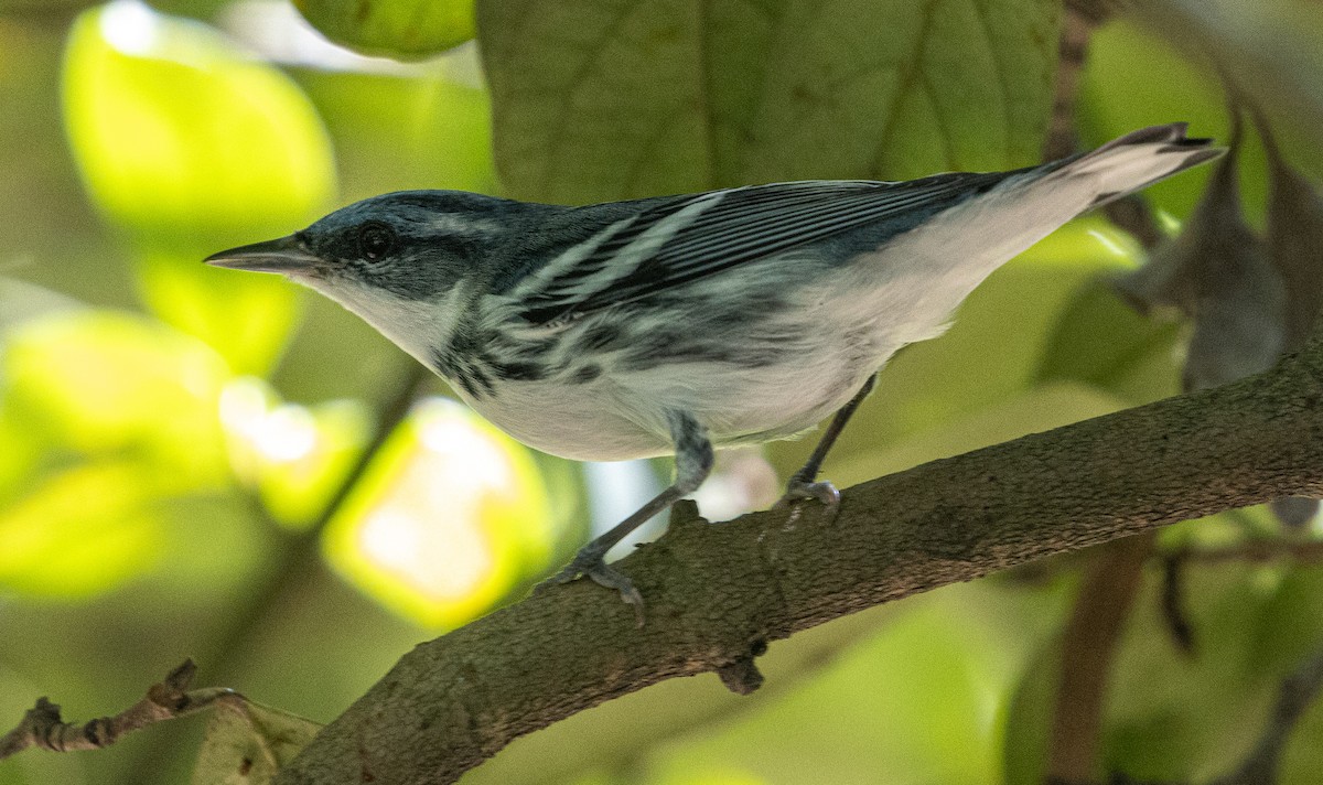 Blauwaldsänger - ML367372551