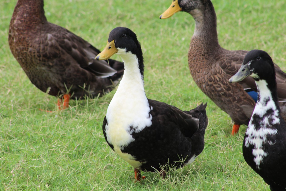 Mallard (Domestic type) - ML367372621