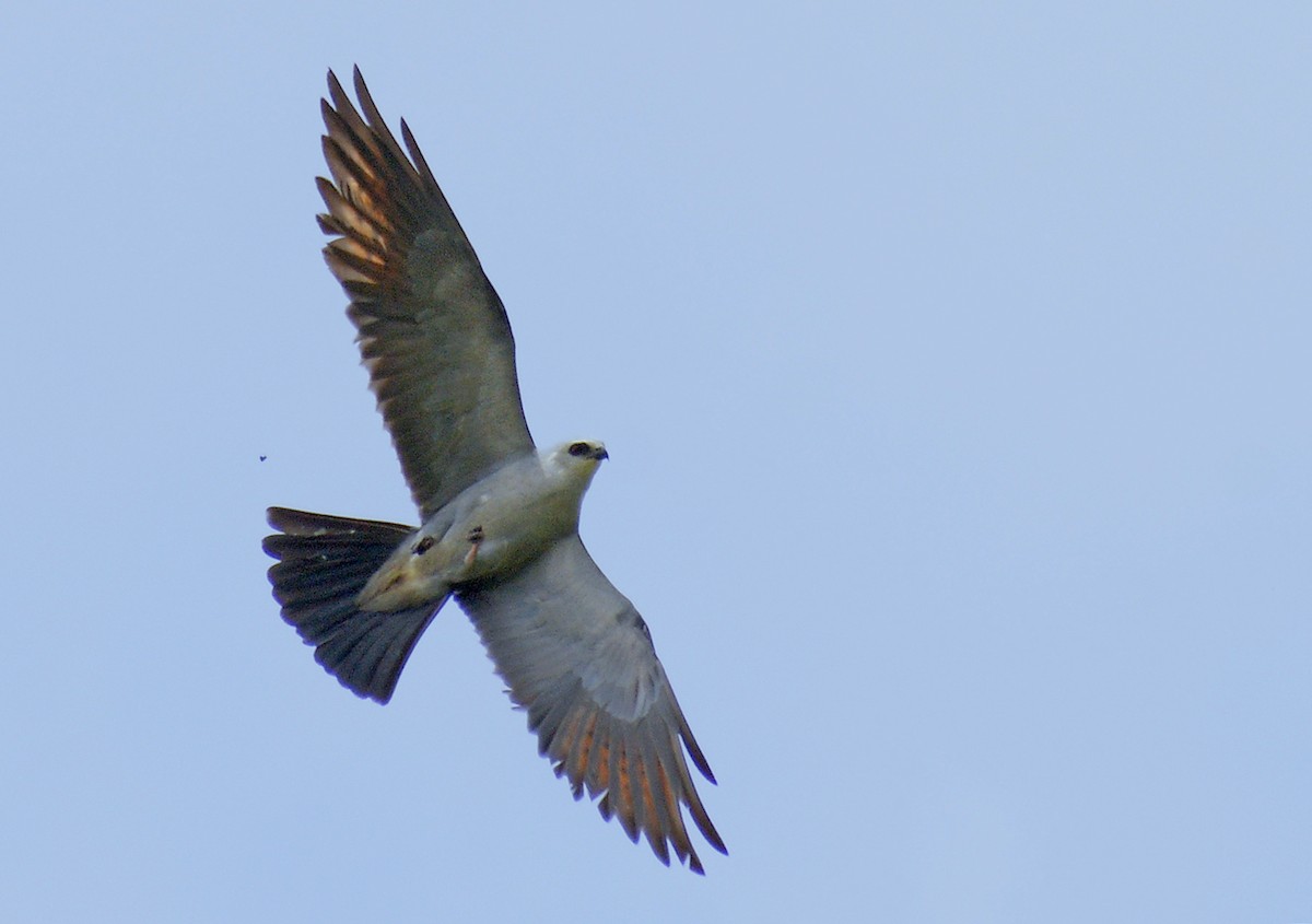 Mississippi Kite - ML367372871