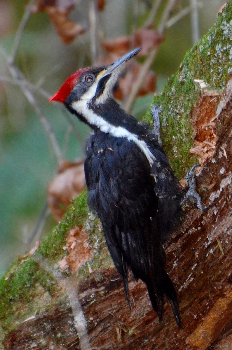 Pileated Woodpecker - ML367373791