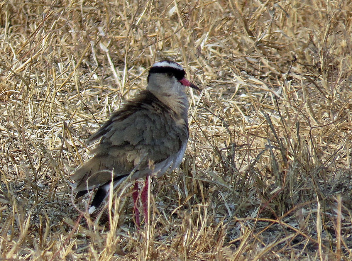 Crowned Lapwing - ML367374721