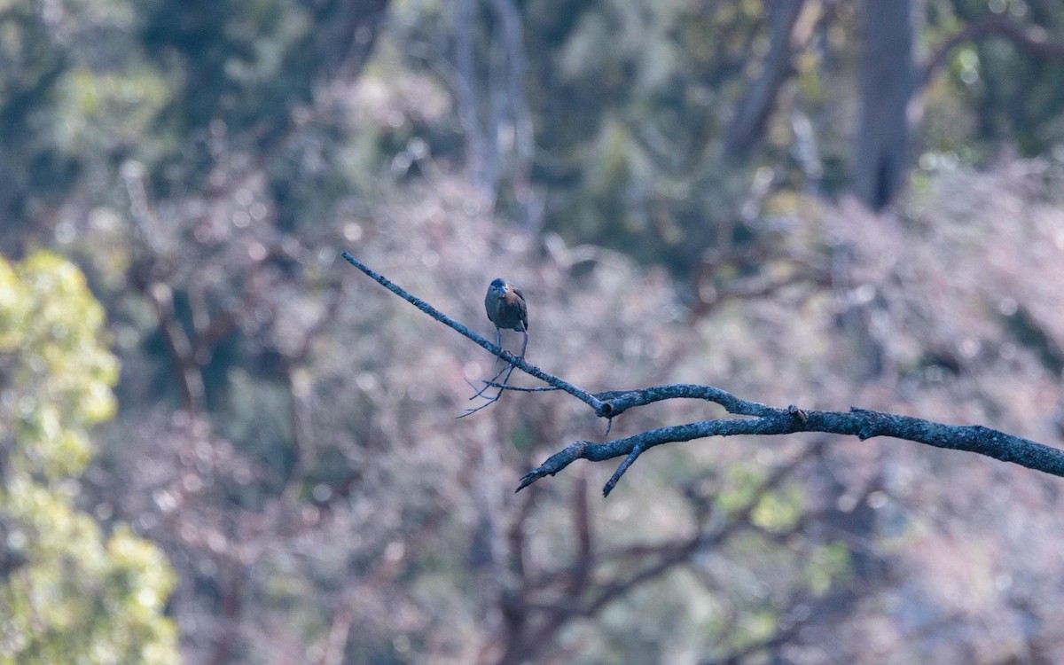 Striated Heron - ML367375441