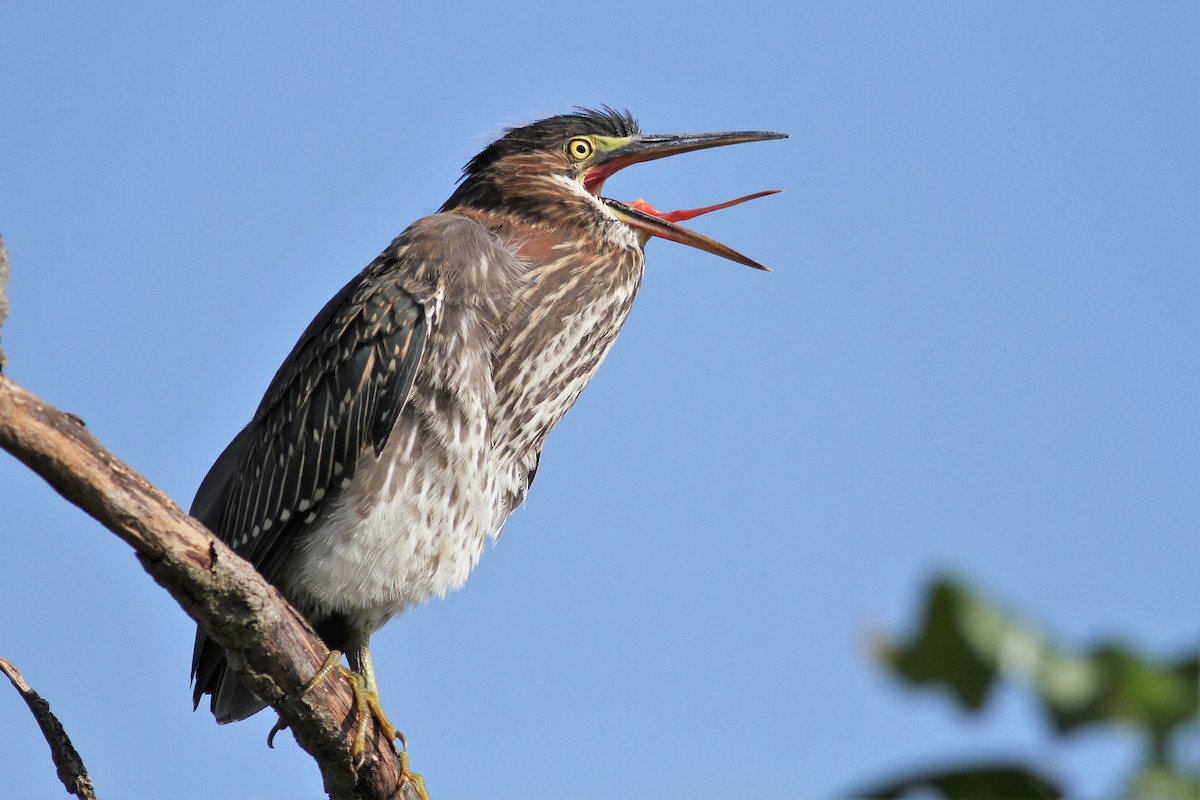Green Heron - ML367377151