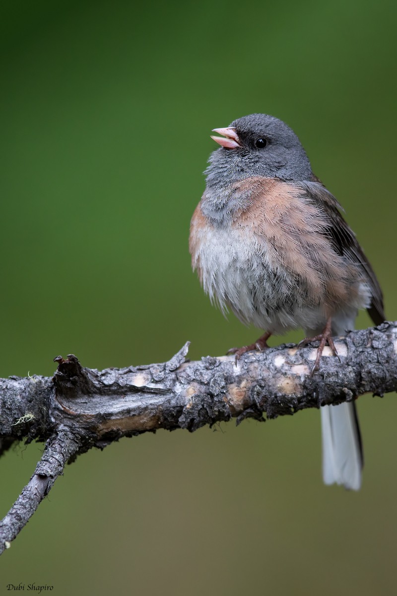 Dark-eyed Junco (Pink-sided) - ML367378371