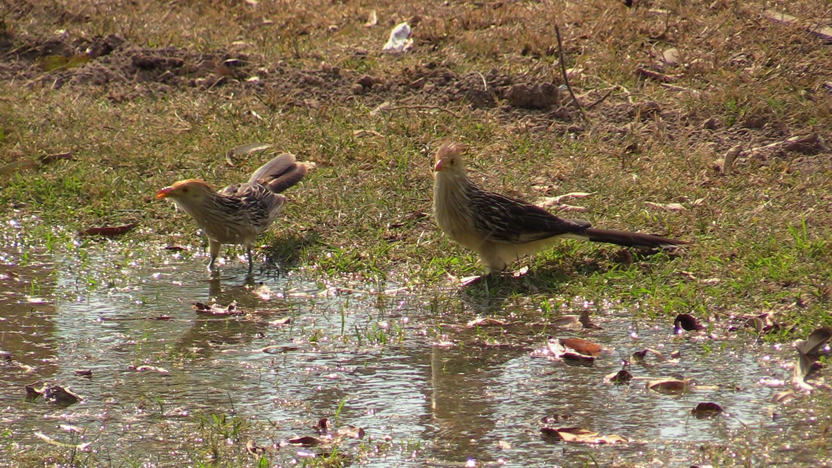 Guira Cuckoo - ML367378601