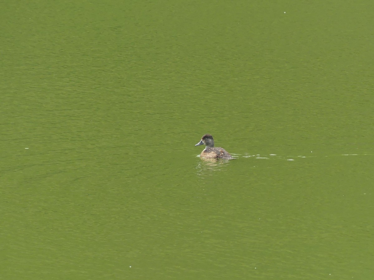 Ring-necked Duck - ML367380991