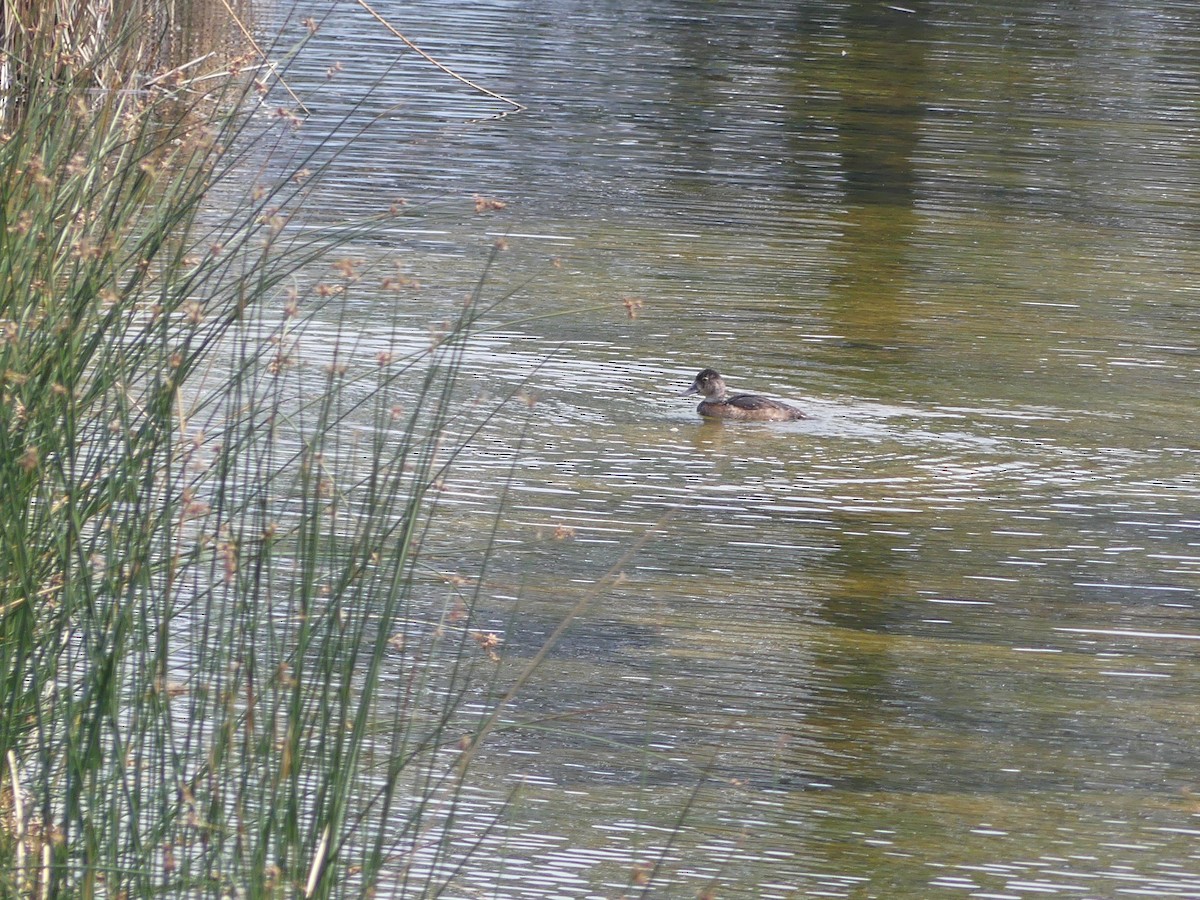 Ring-necked Duck - ML367381001