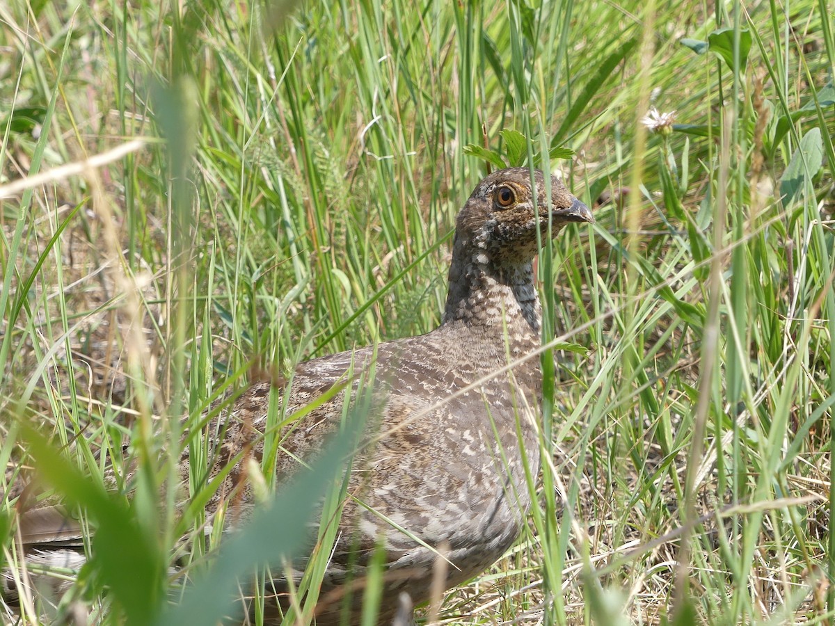 Dusky Grouse - Patti Bell