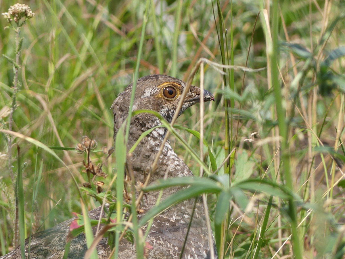 Dusky Grouse - ML367381161