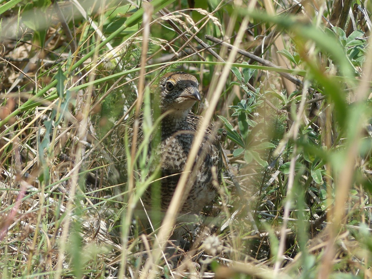 Dusky Grouse - ML367381181