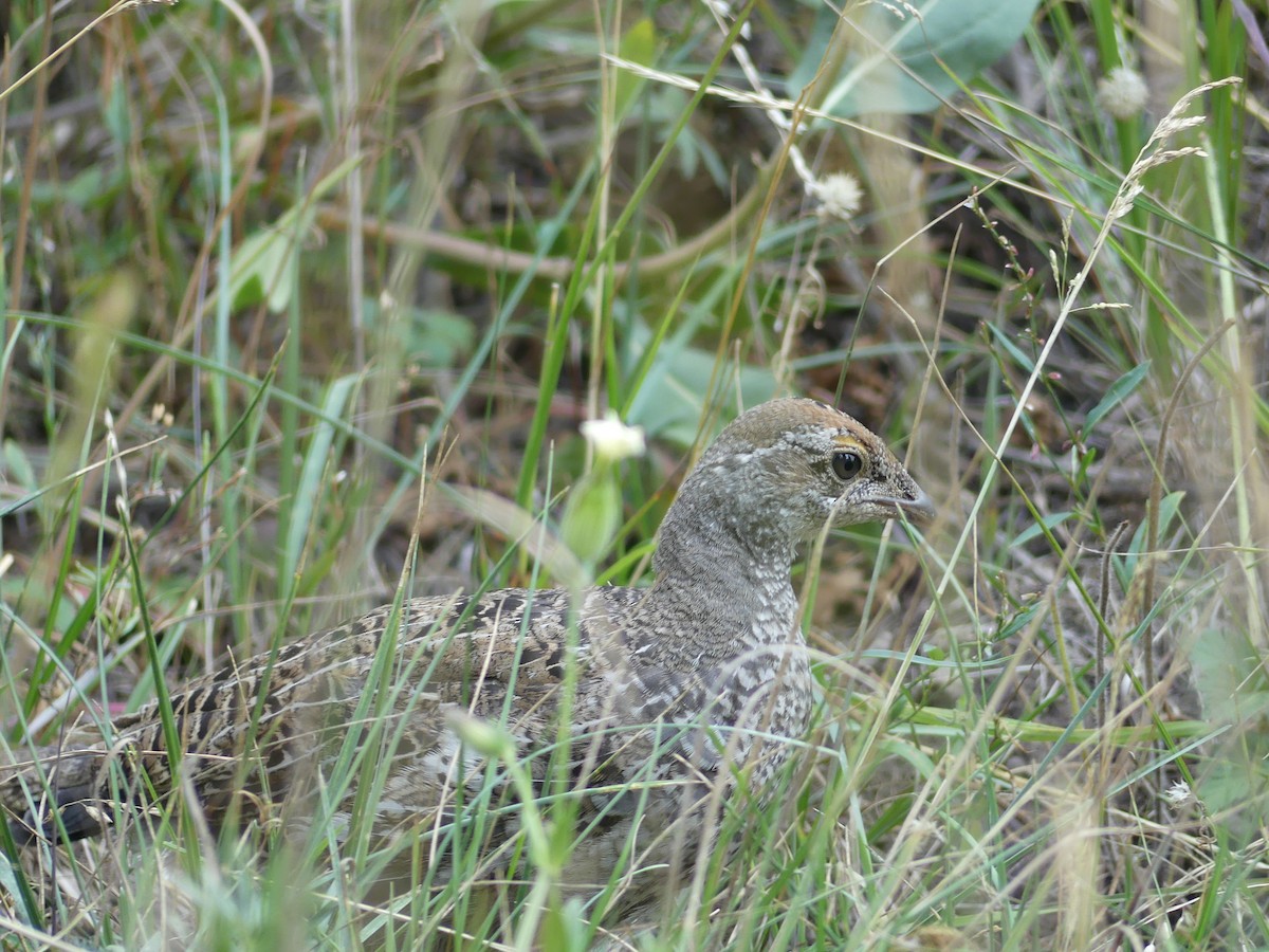 Dusky Grouse - Patti Bell