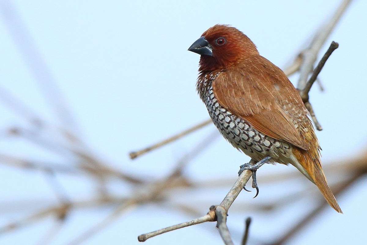 Scaly-breasted Munia - ML367381241