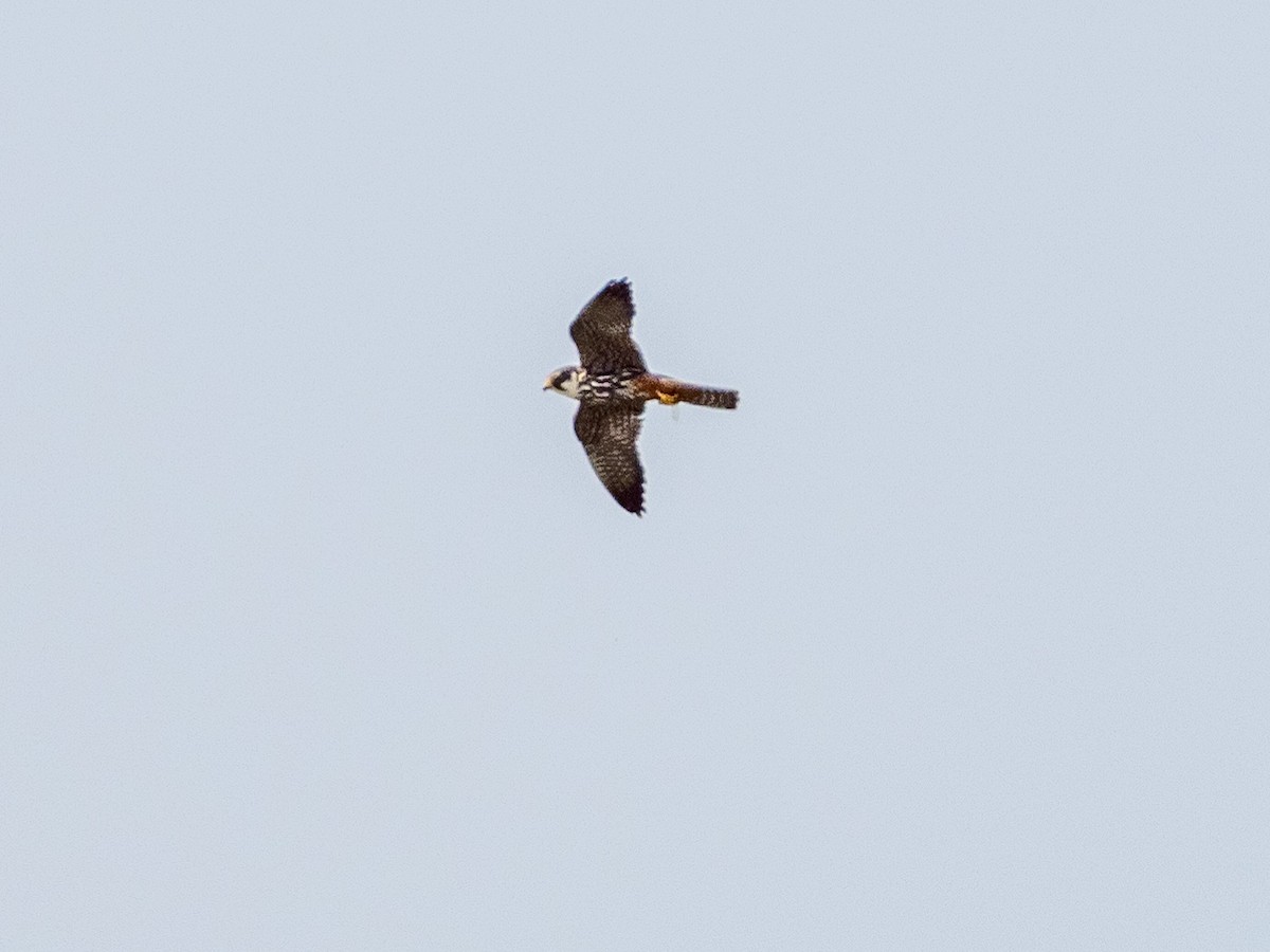 Eurasian Hobby - ML367382161