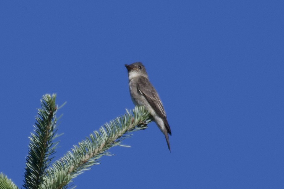 Olive-sided Flycatcher - ML367383371