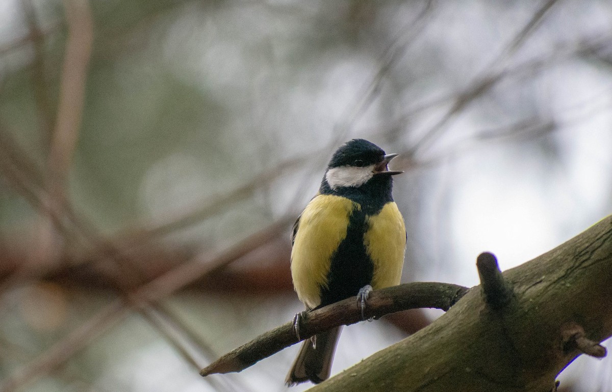 Great Tit - Andrii Radzhabov