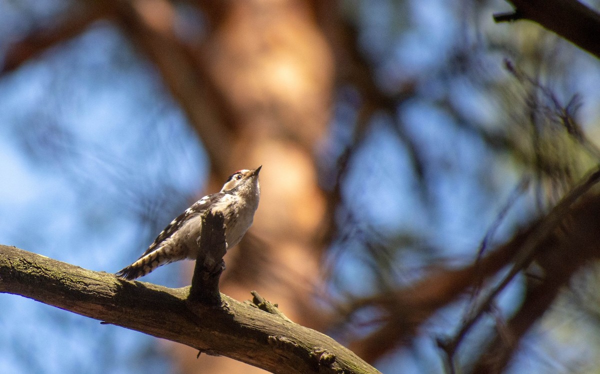 Lesser Spotted Woodpecker - ML367383661