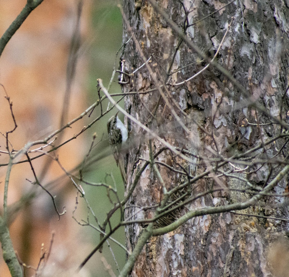 Eurasian Treecreeper - ML367383671