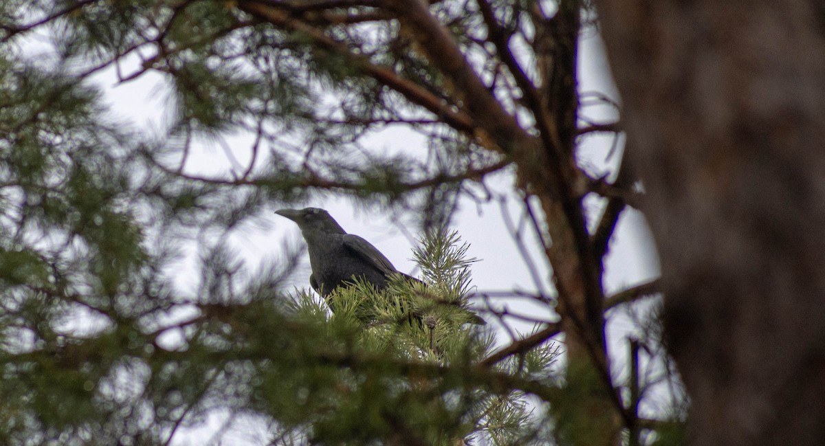 Common Raven - ML367383681