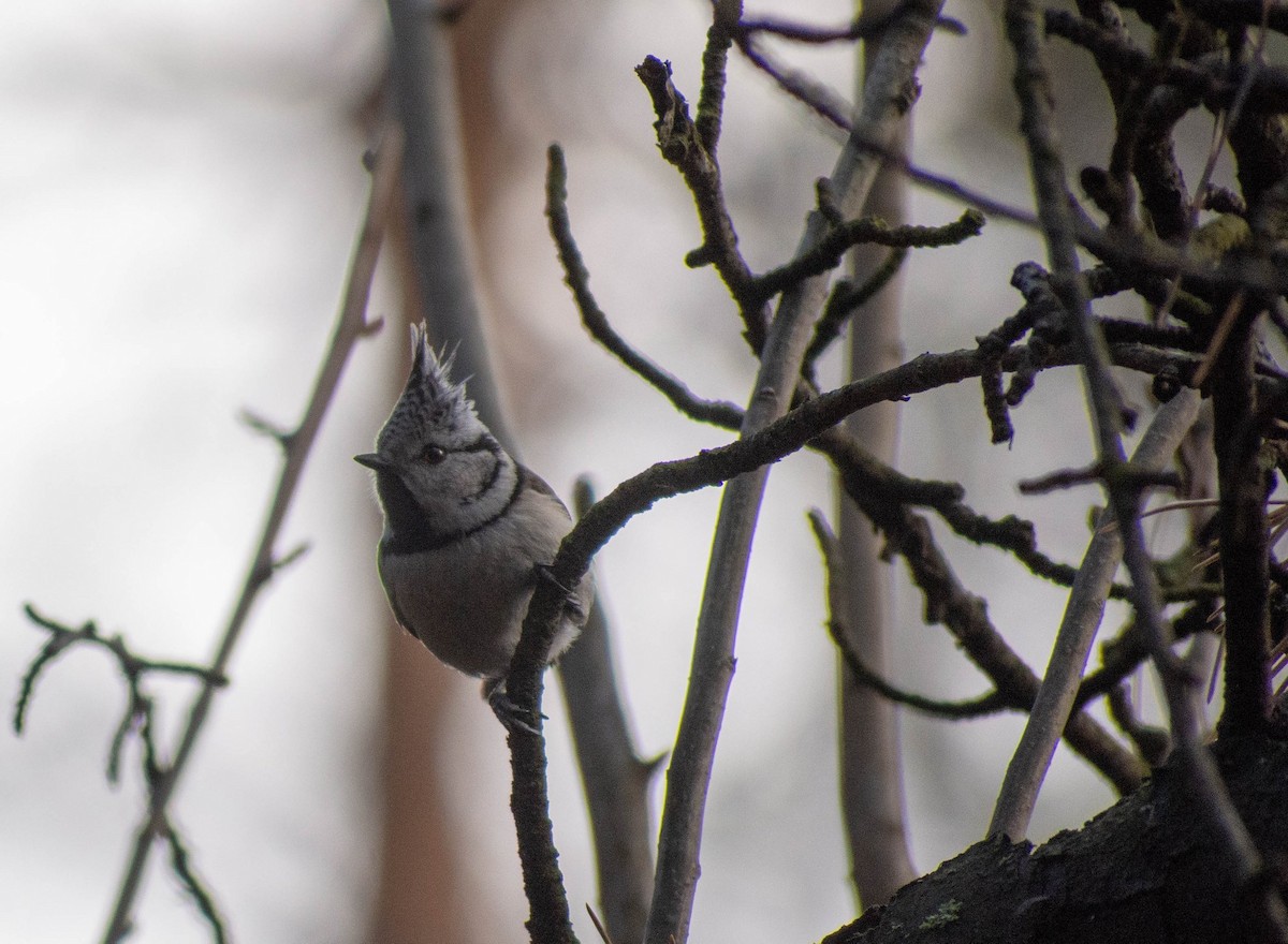 Crested Tit - ML367383691