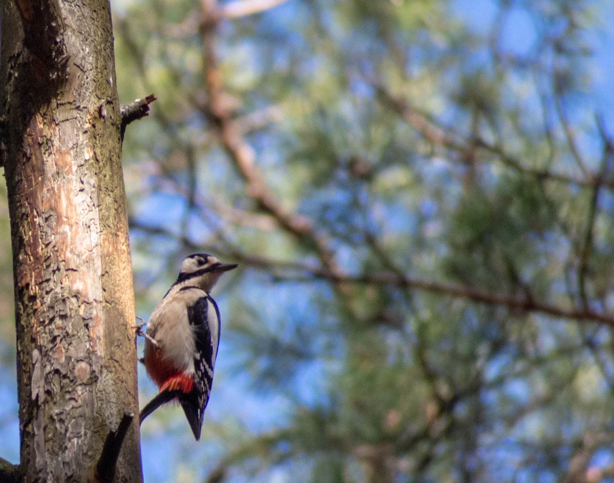 Great Spotted Woodpecker - ML367383711