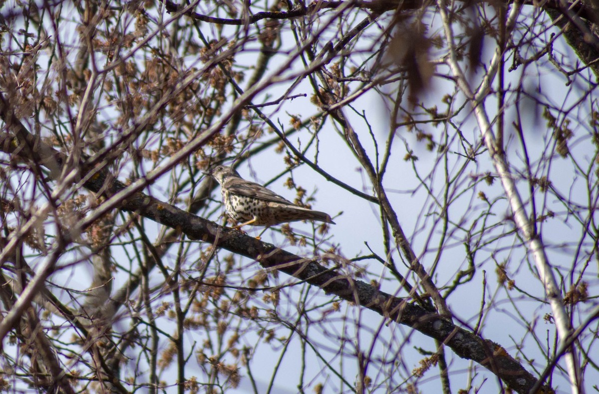 Mistle Thrush - ML367383751