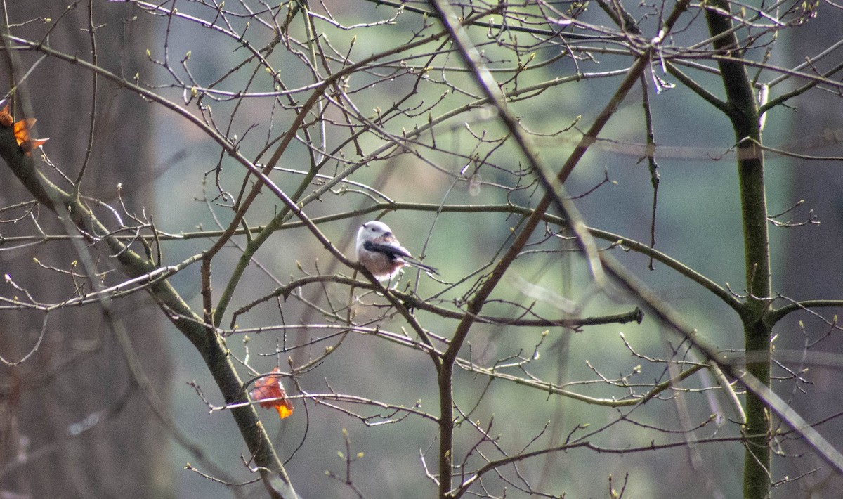 Long-tailed Tit - ML367383771