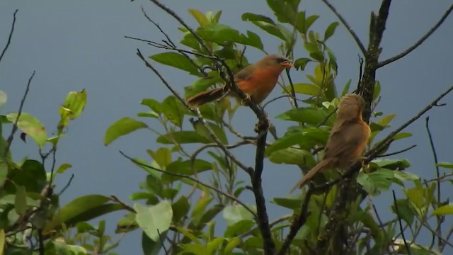 Orangebauch-Drosselhäherling - ML367384861