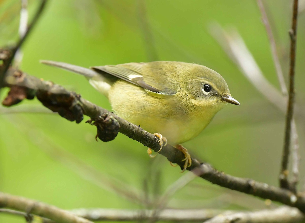 Black-throated Blue Warbler - ML367384941