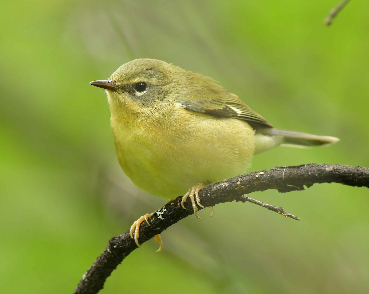 Black-throated Blue Warbler - ML367384951