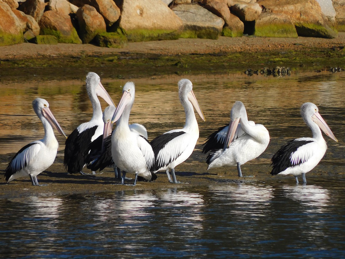 Australian Pelican - George Vaughan