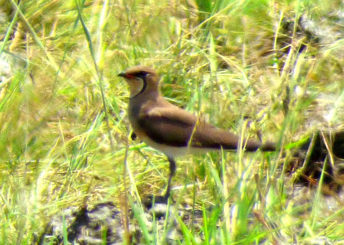 Oriental Pratincole - ML36738991