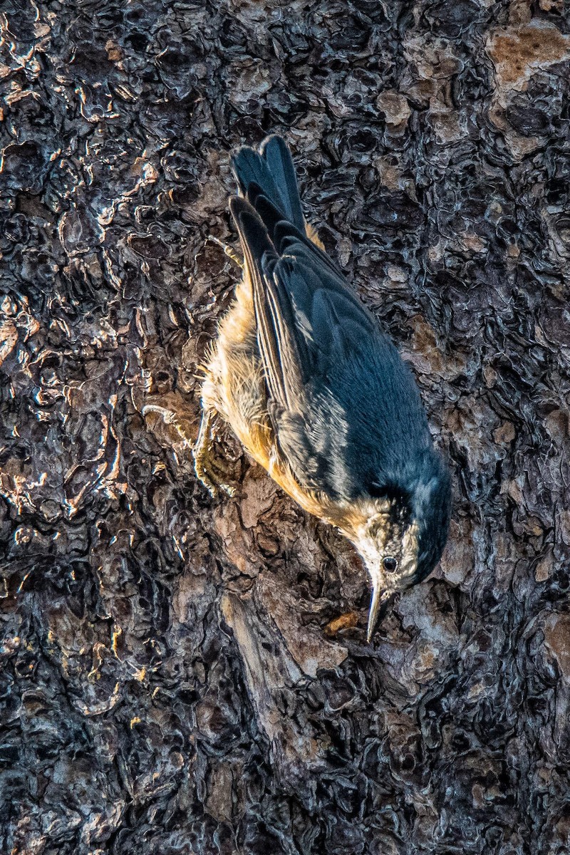 Red-breasted Nuthatch - ML367391471