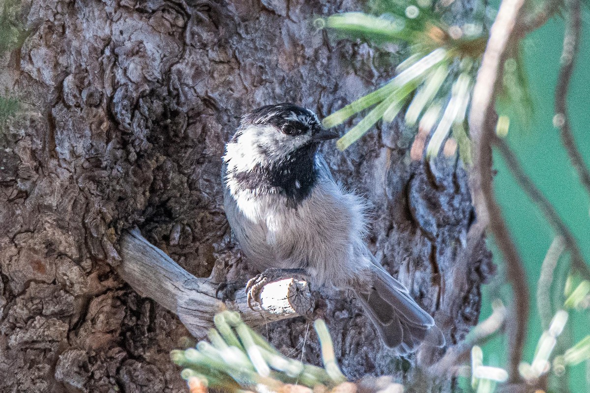 Mountain Chickadee - ML367391491