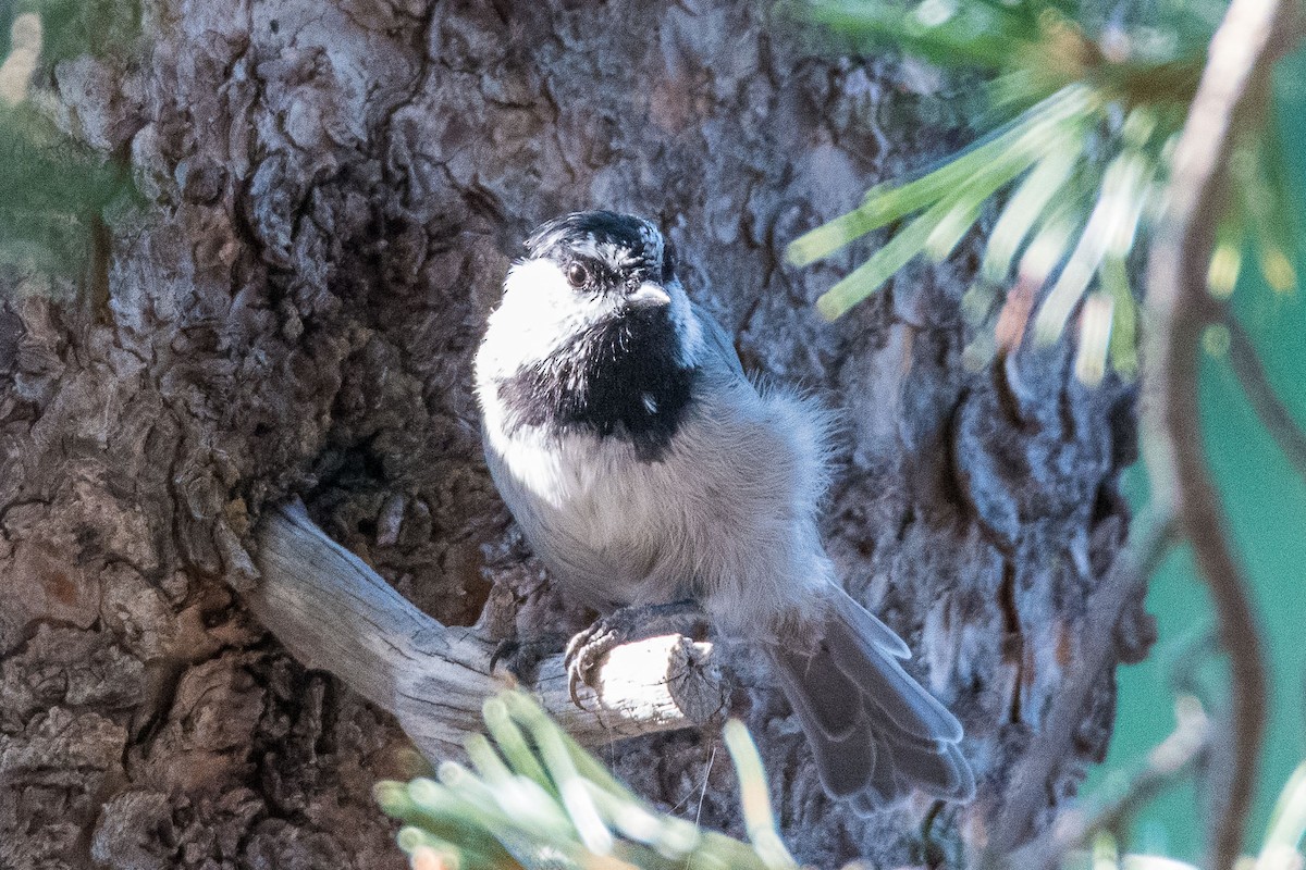 Mountain Chickadee - ML367391501