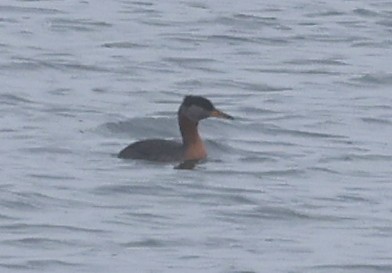Red-necked Grebe - ML367391921