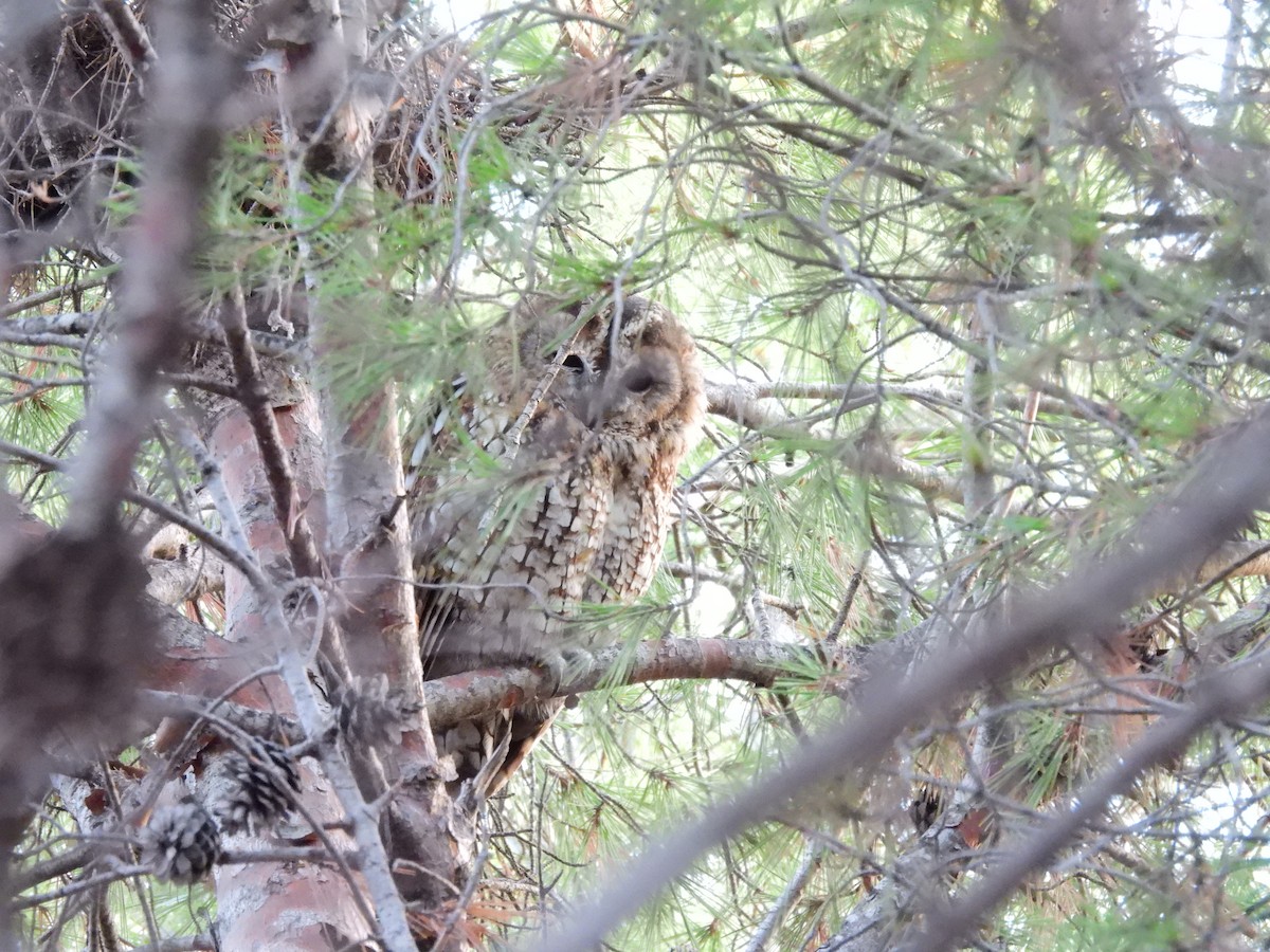 Tawny Owl - ML367392401