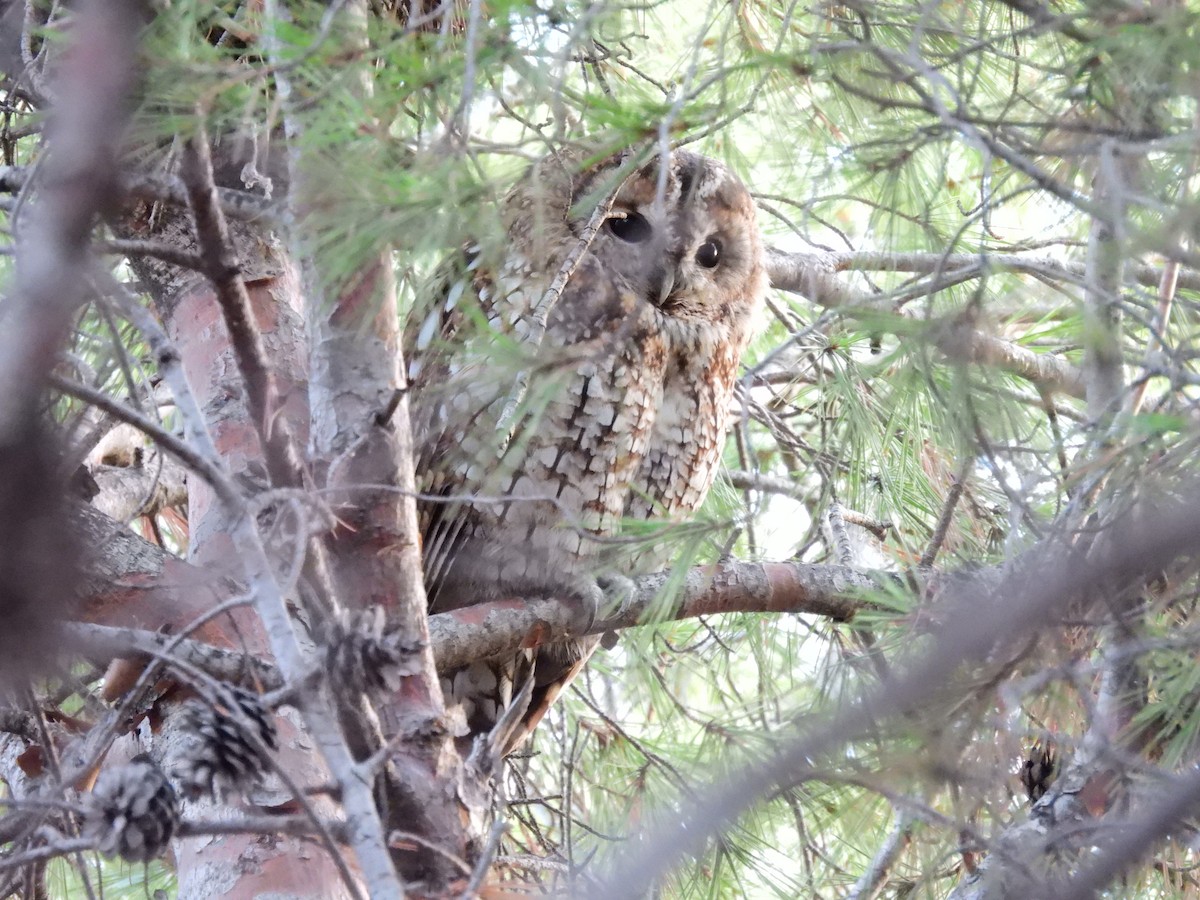 Tawny Owl - ML367392411