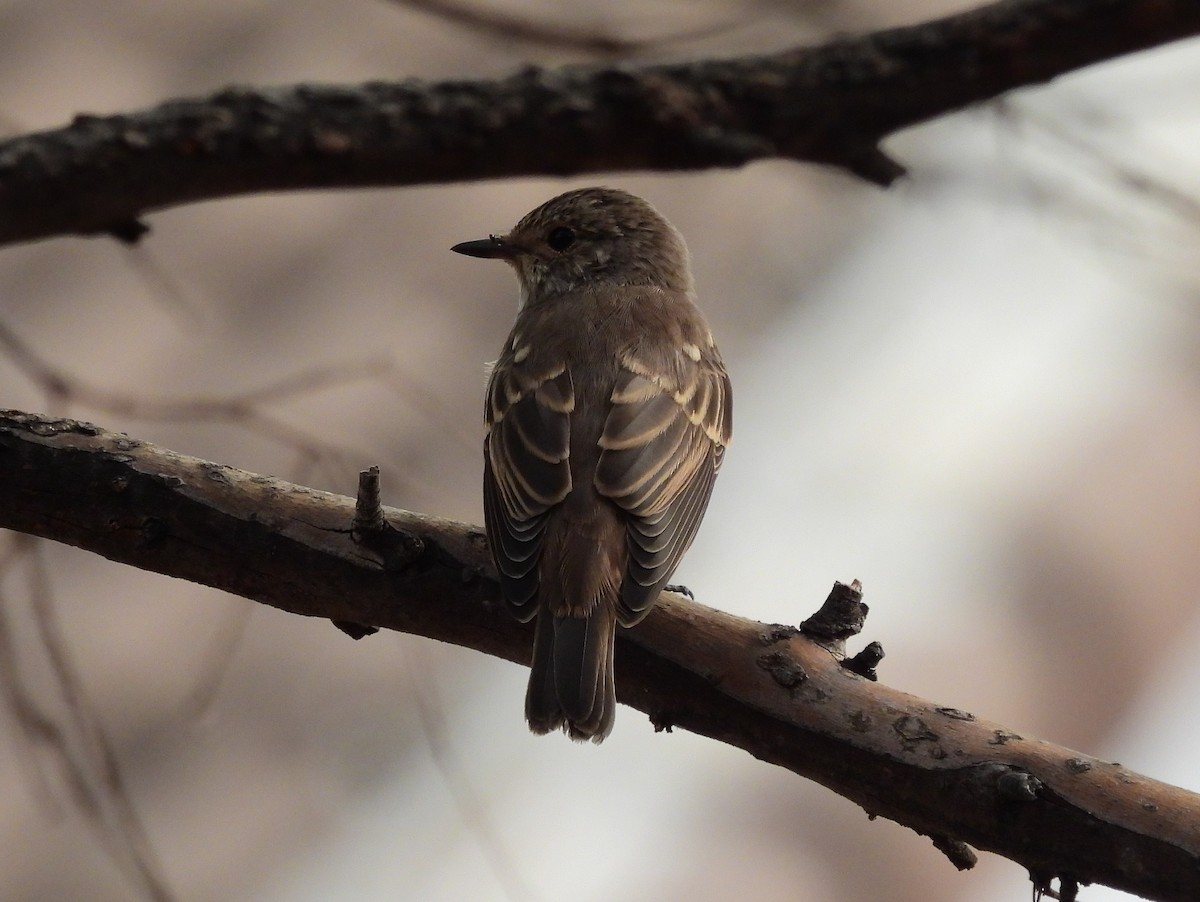 Spotted Flycatcher - ML367392421