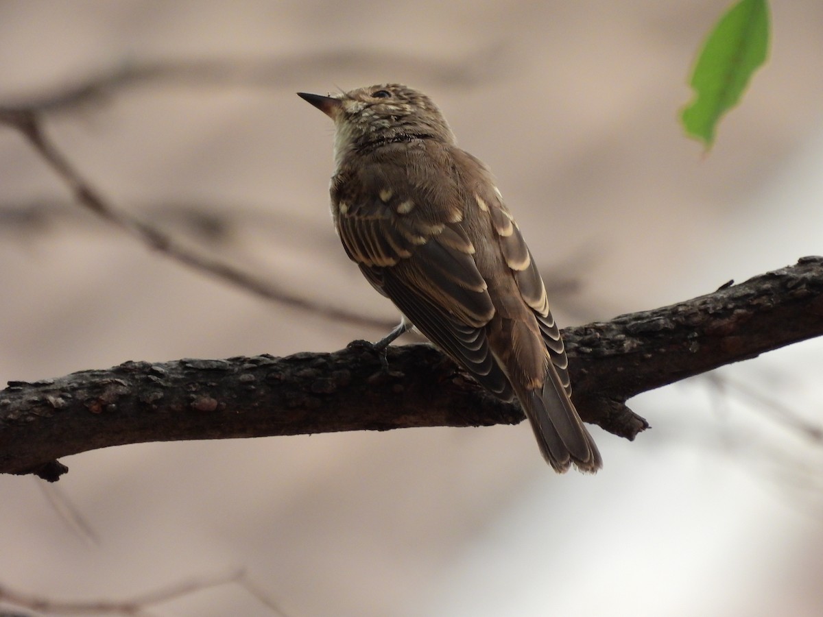 Spotted Flycatcher - ML367392431