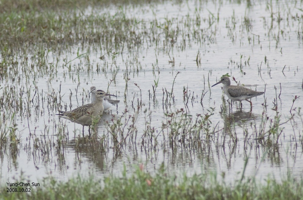 Little Curlew - ML36739251