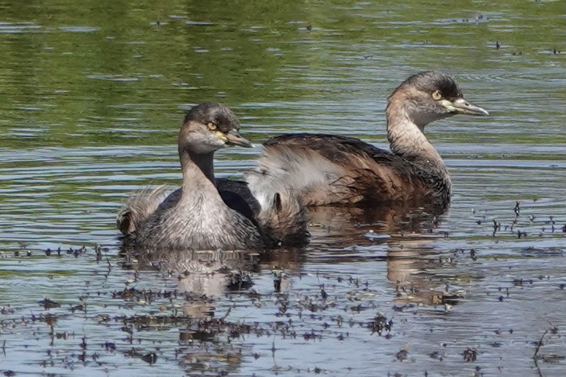 Australasian Grebe - ML367392691