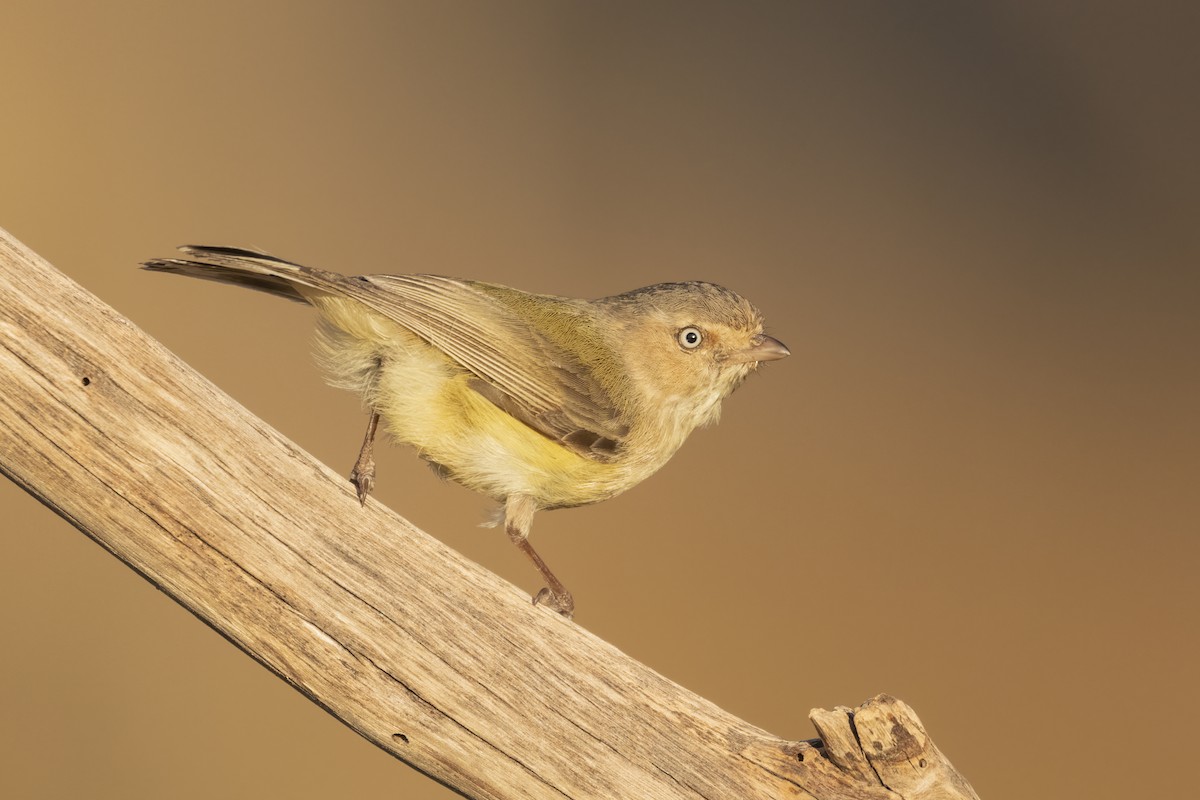 Weebill - ML367394391