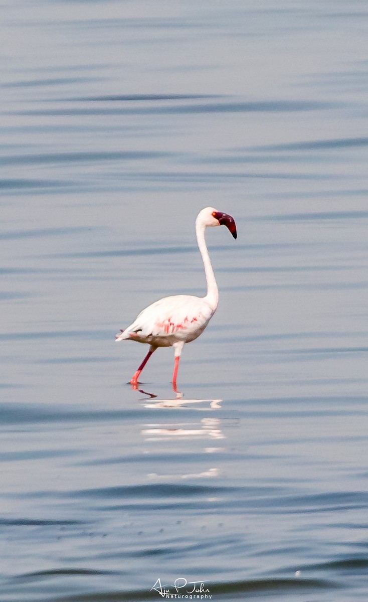 Lesser Flamingo - ML367395721