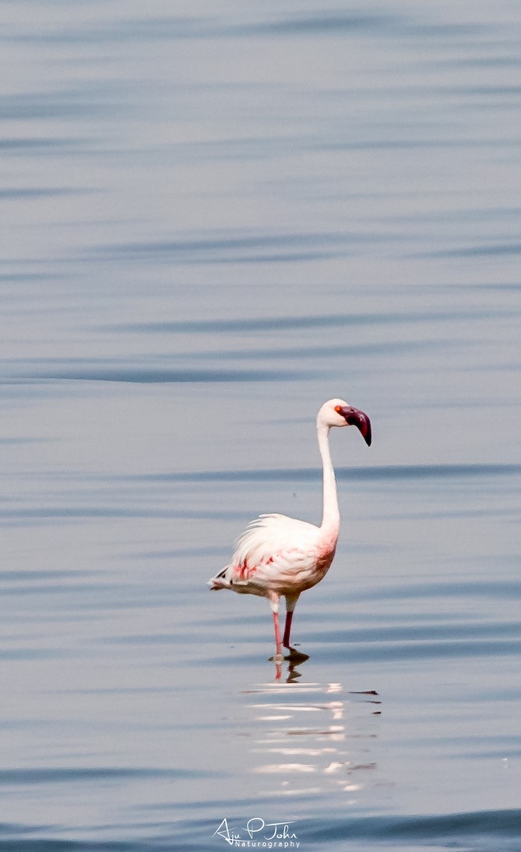 Lesser Flamingo - ML367395761
