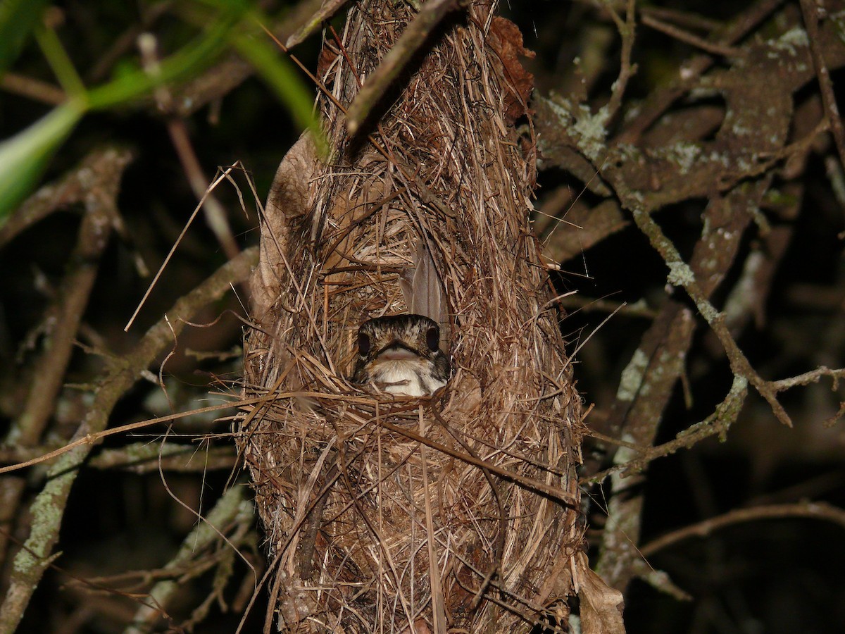 African Broadbill - David Hancock