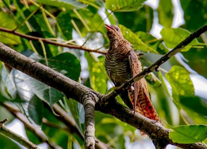 Plaintive Cuckoo - ML367397811