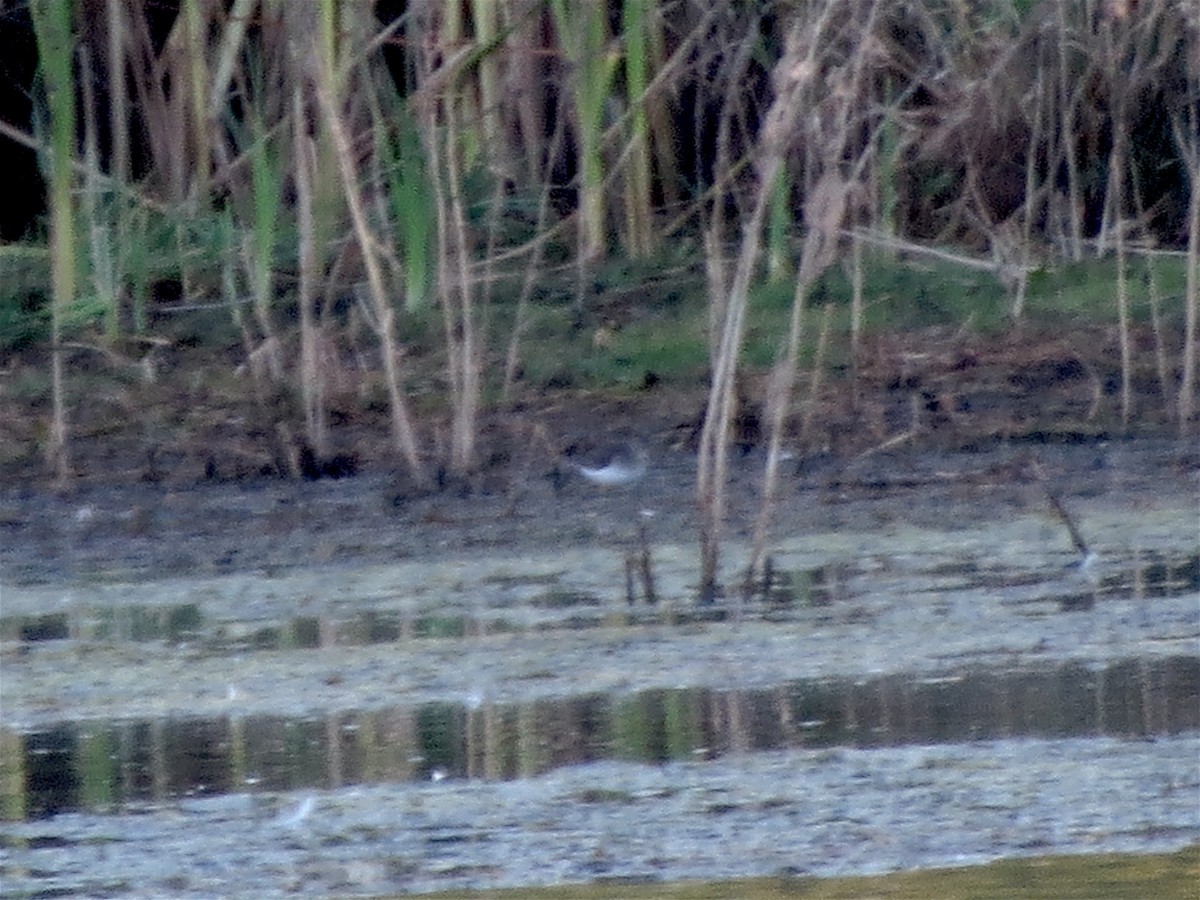 Solitary Sandpiper - ML36739891