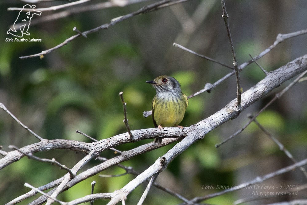 Eared Pygmy-Tyrant - ML36739931