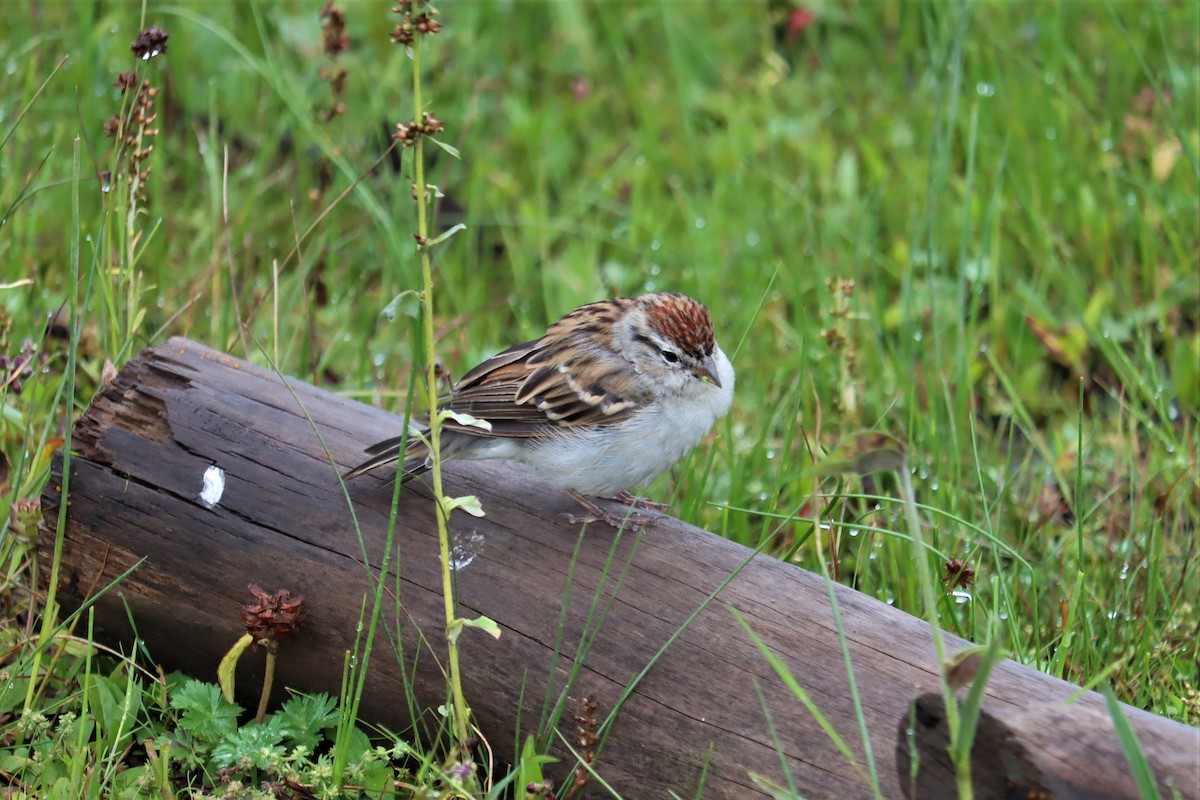 Chipping Sparrow - ML367399411